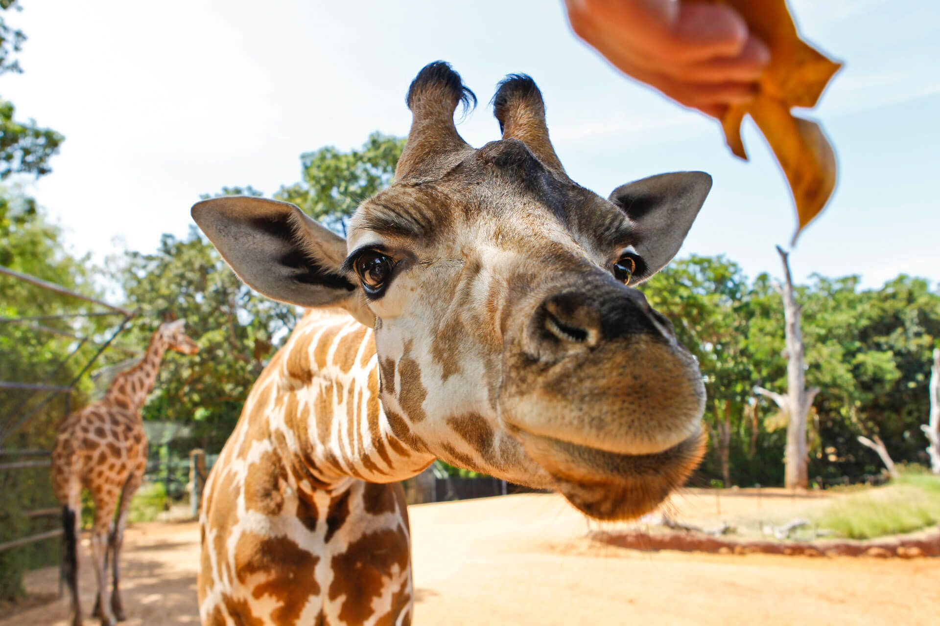 Giraffe Close Encounter | Perth Zoo